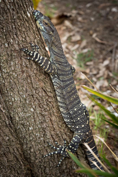istock Lace monitor 641693126