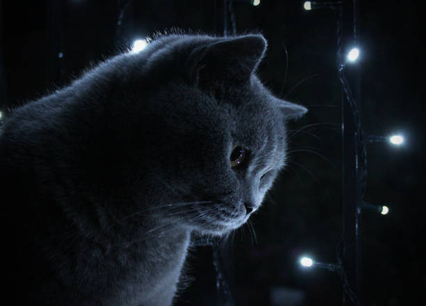 istock British Shorthair cat and fairy lights 641693192