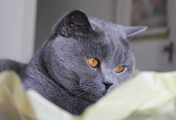 istock Grey British Shorthair cat 641693430