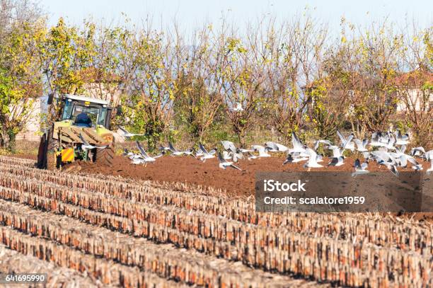 Tractor Plowing A Field Not John Deere But Claas Tractor Stock Photo - Download Image Now