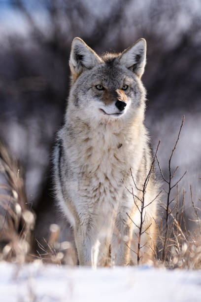 istock Coyote in the Snow 641697388