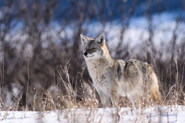 istock Coyote in the Snow 641697418