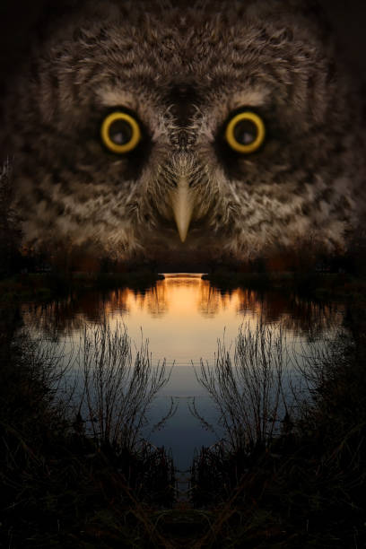 owl ansikte och sjön vid solnedgången - animal double exposure bildbanksfoton och bilder