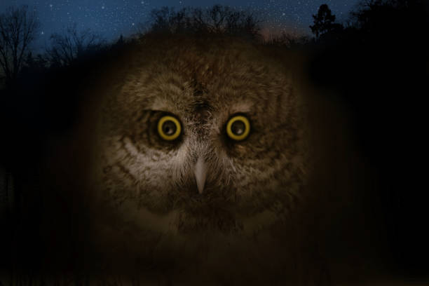 istock Close up of owl face and night sky. 641698188