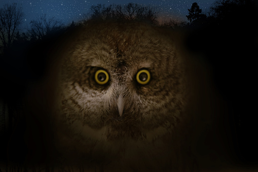 Multiple exposure image of Great Horned Owl face with night sky and trees in background