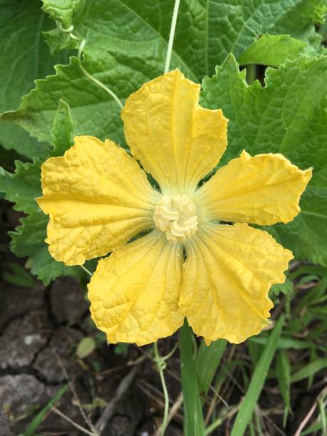 istock winter melon flower in nature garden 641698982