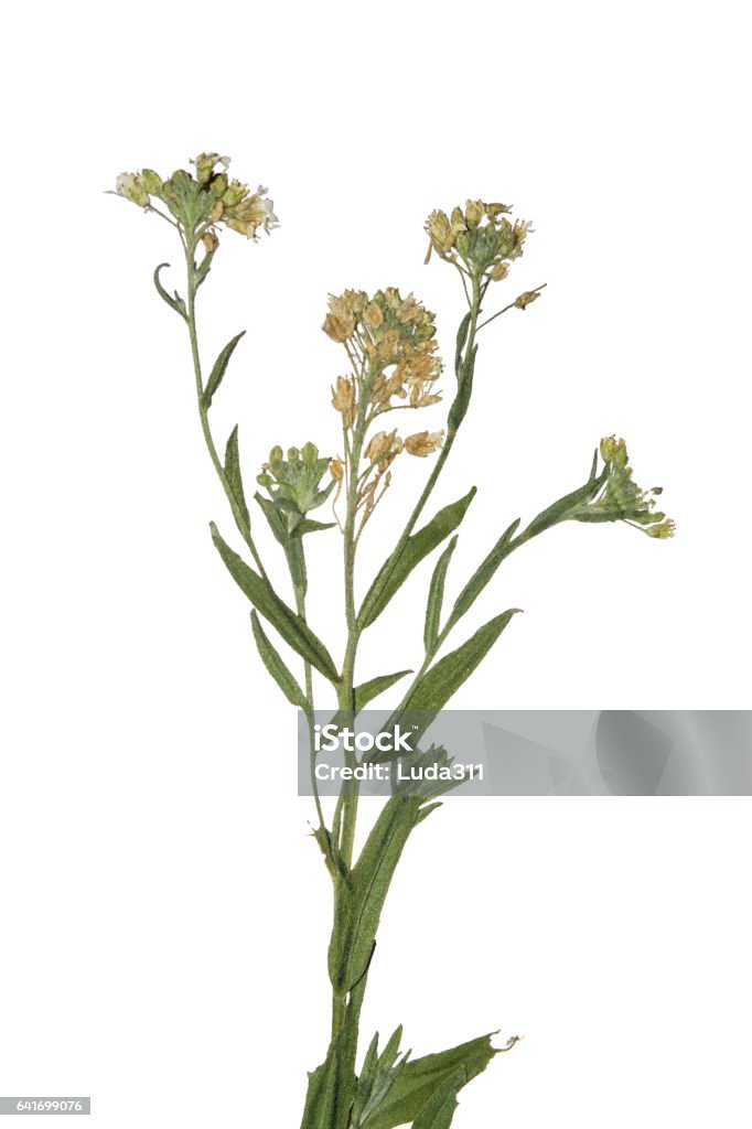 Prensado Flores De Campo Secas Rama Primavera Herbario De Flores Silvestres Foto de stock y más banco de imágenes de Aire libre - iStock Prensado Flores De Campo Secas Rama Primavera Herbario De Flores Silvestres Foto de stock y más banco de imágenes de Aire libre - iStock