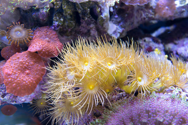 istock colorful coral. reef and algae aquatic plants 641699788