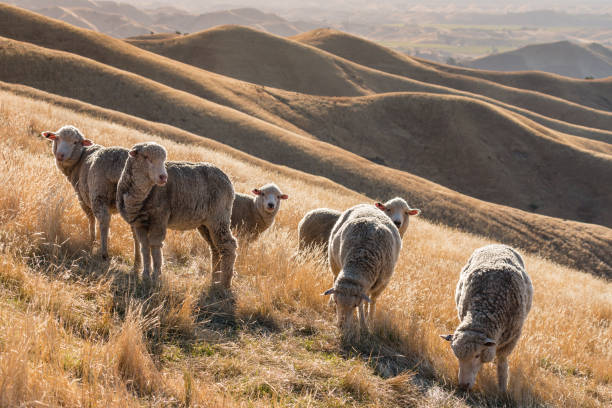 メリノ羊の群れ - merino sheep ストックフォトと画像