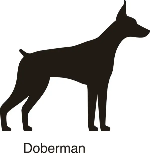 Vector illustration of Doberman dog silhouette, side view, vector