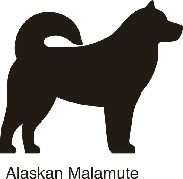 Vector illustration of Alaskan Malamute dog silhouette, side view, vector