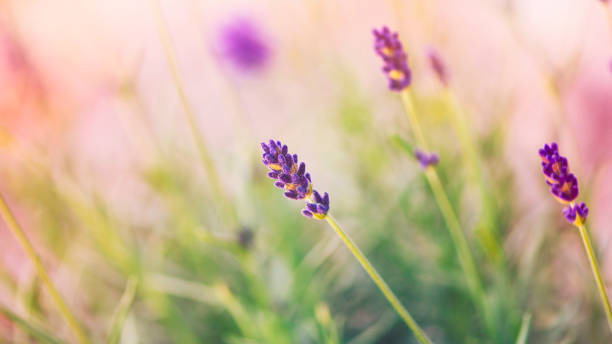 istock Delicate lavender plants in warm summer sun 641706822