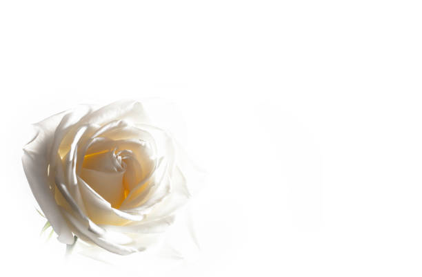 istock rose flowers close up on background. 641708386