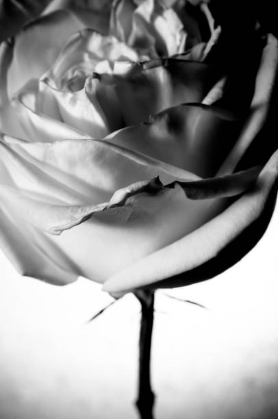 istock rose flowers close up on background. 641708472
