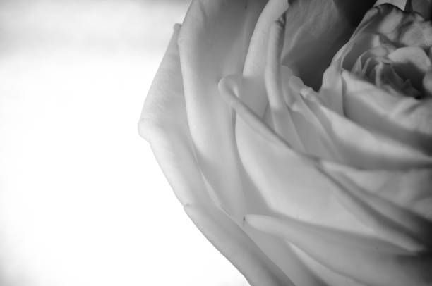 istock rose flowers close up on background. 641708564