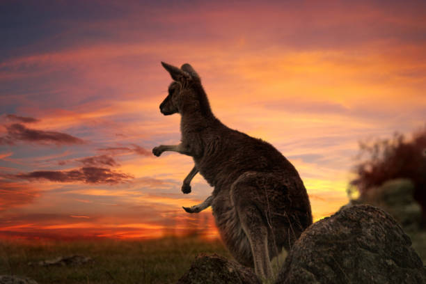 Sunset Kangaroo Australia Mother kangaroo with joey in pouch, legs sticking out on a fiery sunset evening in outback NSW eastern gray kangaroo stock pictures, royalty-free photos & images