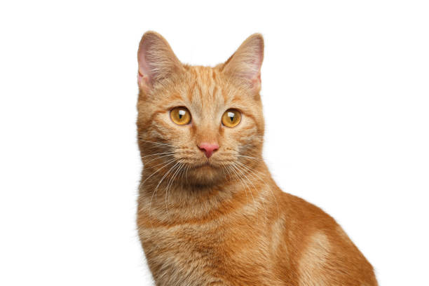 istock Portrait of ginger cat on Isolated white background 641711104
