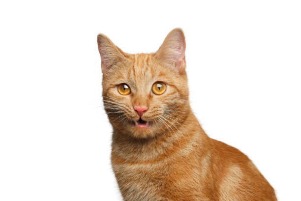 istock Portrait of ginger cat on Isolated white background 641711122