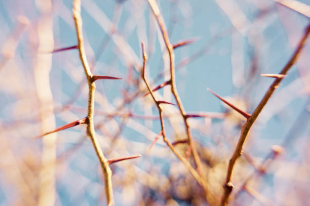 cespuglio spinoso, primo - branch dry defocused close up foto e immagini stock