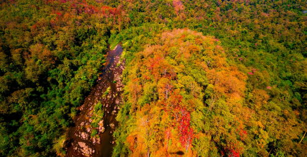 istock Aerial view of autumn forest 641714540