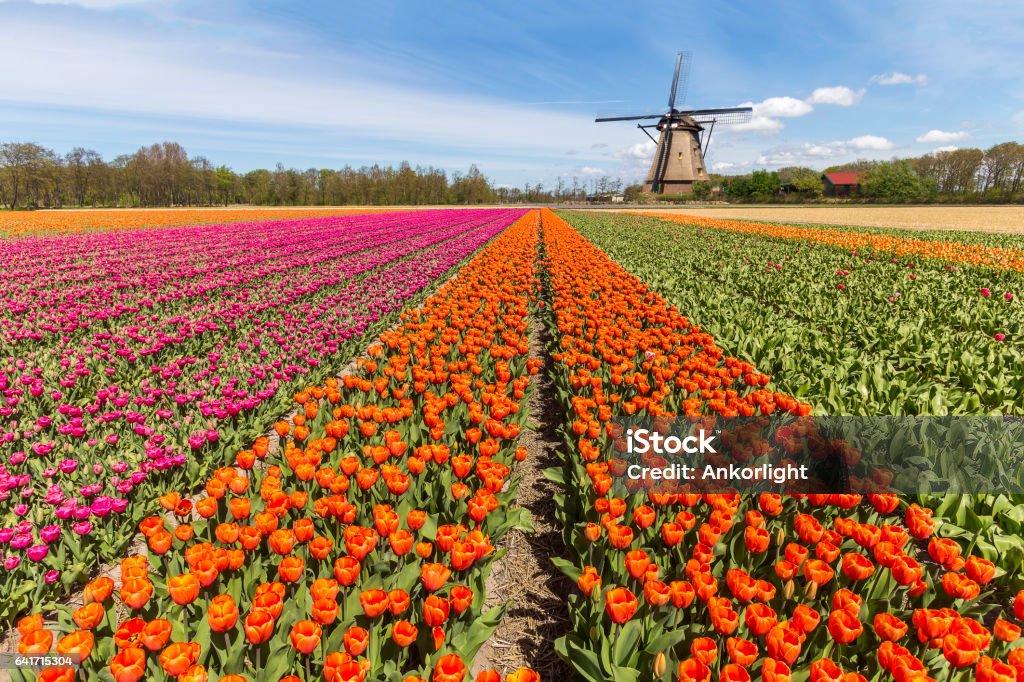Windmill in the meadow with a cloudy and sunny sky Beautiful tulips bulb farm with a windwill in the background during the spring season Keukenhof Gardens Stock Photo