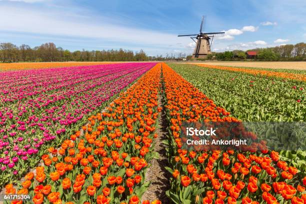 Windmill In The Meadow With A Cloudy And Sunny Sky Stock Photo - Download Image Now - Keukenhof Gardens, Netherlands, Tulip