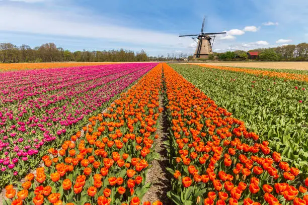 Beautiful tulips bulb farm with a windwill in the background during the spring season