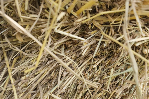 istock brown rice  straw in the farm 641717694