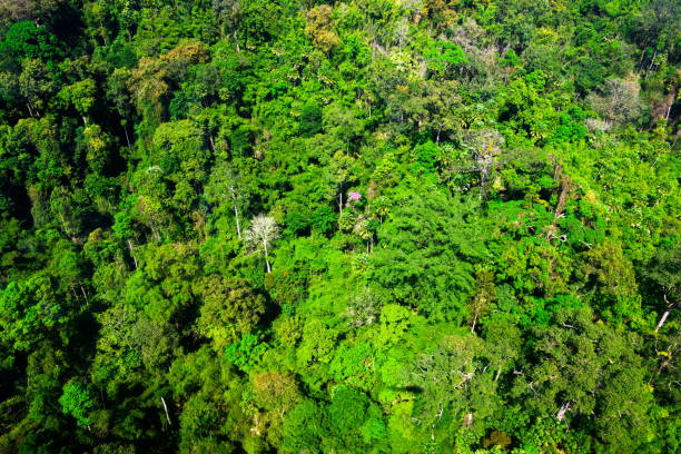 istock aerial view of the forest 641718120
