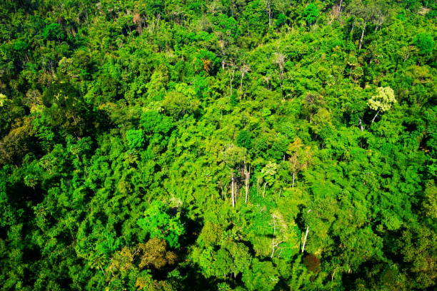 istock aerial view of the forest 641718172