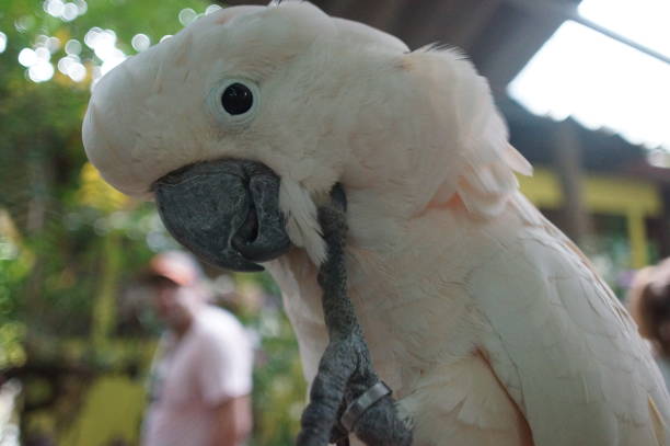 cockatoo white sitting on a branch and cleans feathers,close-up