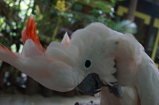 cockatoo white sitting on a branch and cleans feathers,close-up