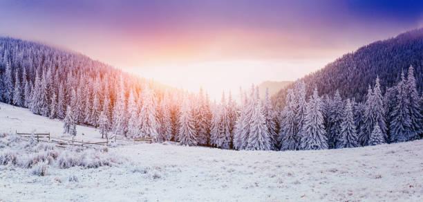 istock winter landscape trees in frost 641720644