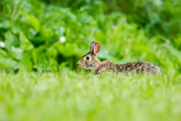 Cottontail rabbit looking for food in the evening.