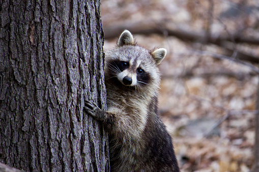 Photograph of a raccoon trying to hide behind a tree.