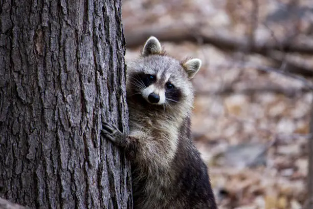 Photo of Raccoon hiding behind a tree