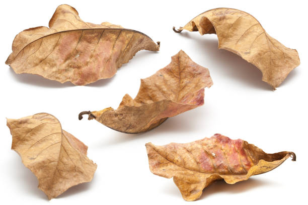 raccolta di foglie secche primo piano sul bianco - dry leaves foto e immagini stock
