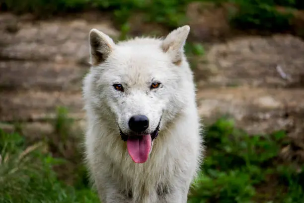 Portrait of a white wolf.