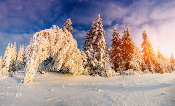 istock winter landscape trees in frost 641722554
