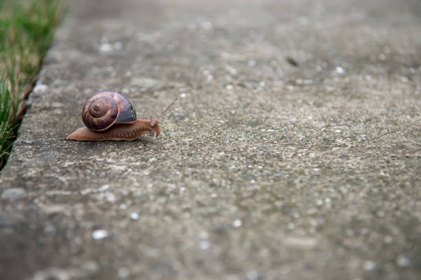 istock One big snail on the road 641722964