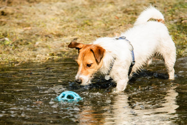 istock Wet dog playing with toy ball in spring puddle 641723034