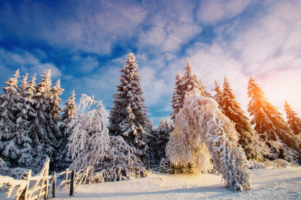 istock winter landscape trees in frost 641723168