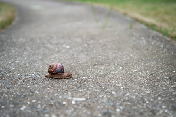 istock One big snail on the road 641723186