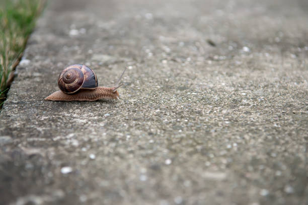 istock One big snail on the road 641723368