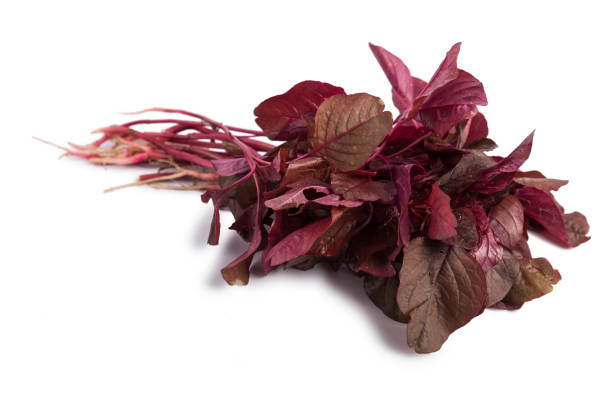 istock Fresh bunch of red spinach isolated on white background 641723724