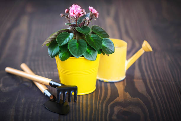 istock Violet in a flowerpot with shovel and rake 641724998