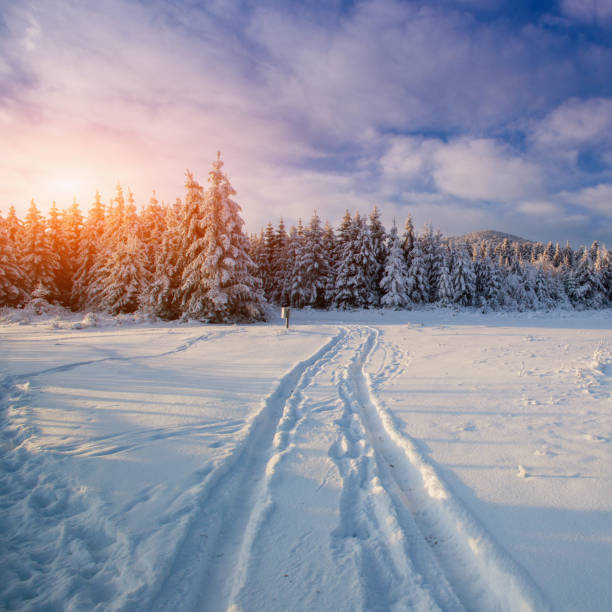 istock winter landscape trees in frost 641725024