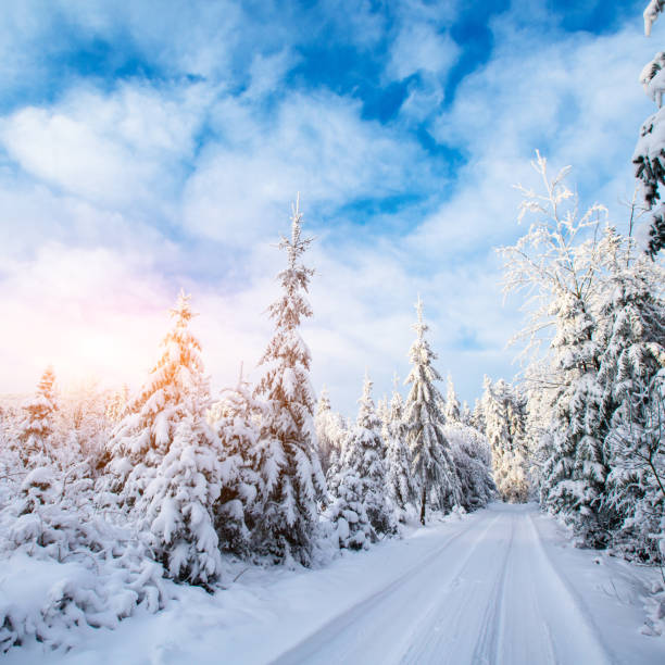 istock winter landscape trees in frost 641725046