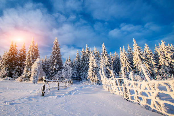 istock winter landscape trees in frost 641725078