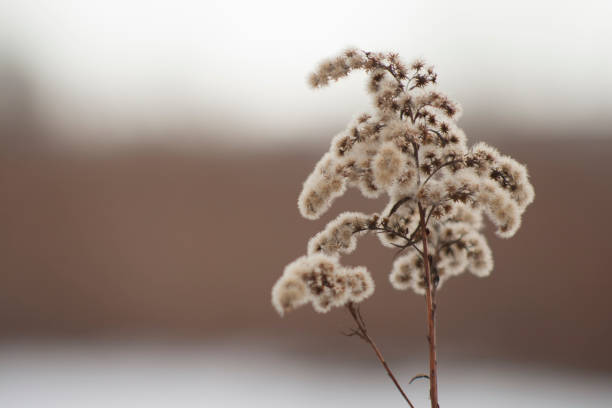 istock Goldenrod flower 641725086